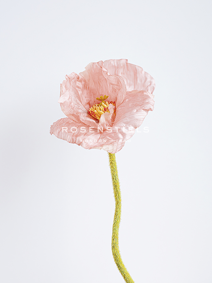 Solo Bloom - Grow - Sarah Hart Morgan