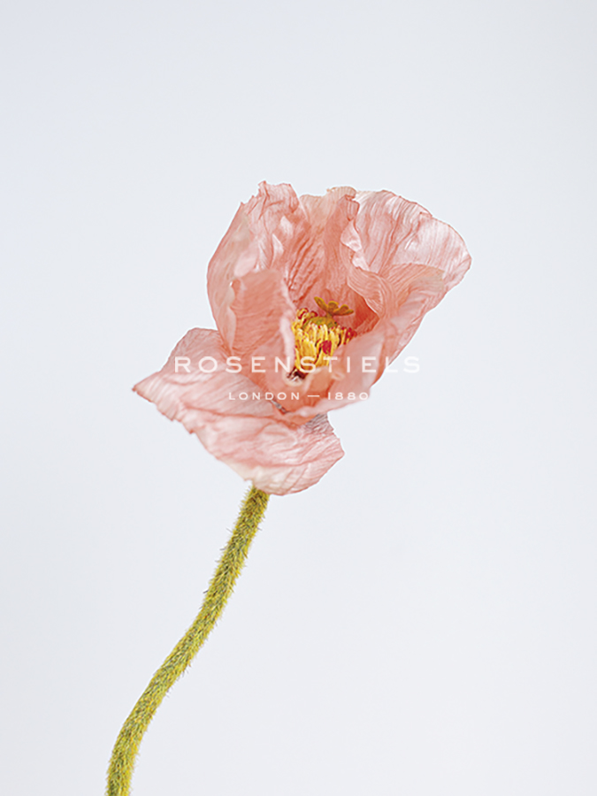 Solo Bloom - Shine - Sarah Hart Morgan