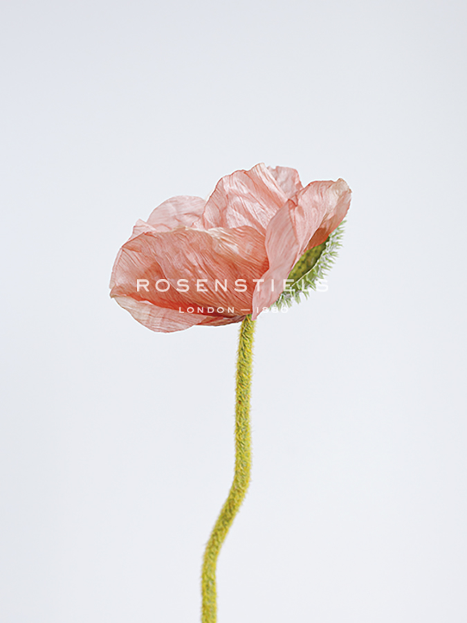Solo Bloom - Prosper - Sarah Hart Morgan