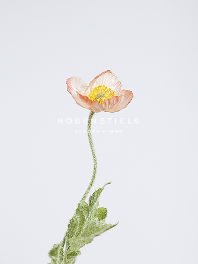 Single Flourish - Rise - Sarah Hart Morgan