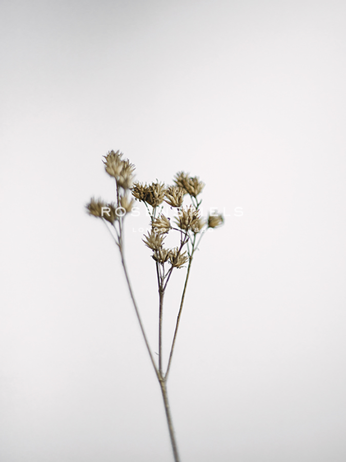 Dried Nature - Bend - Sarah Hart Morgan