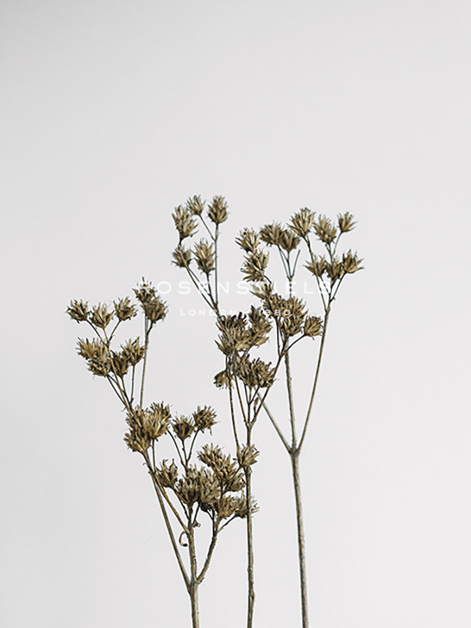 Dried Nature - Shift - Sarah Hart Morgan