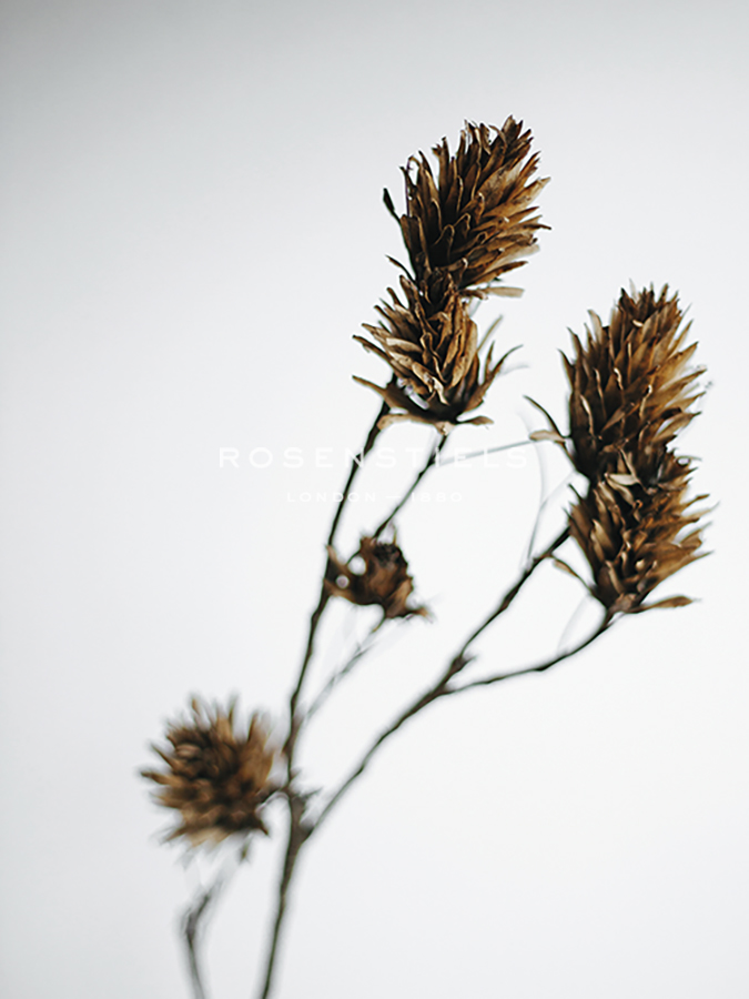 Dried Bud - Waver - Sarah Hart Morgan
