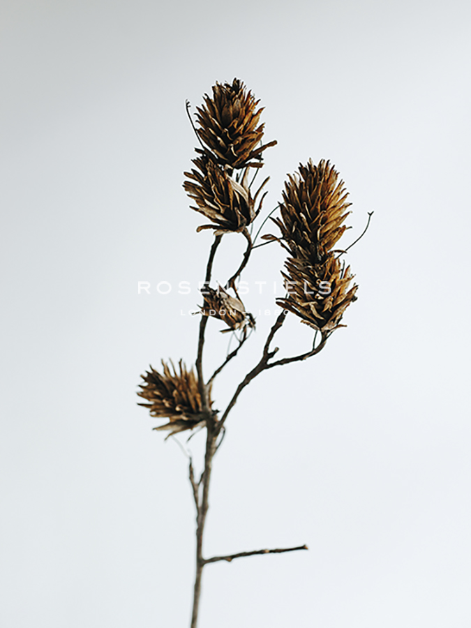 Dried Bud - Lean - Sarah Hart Morgan