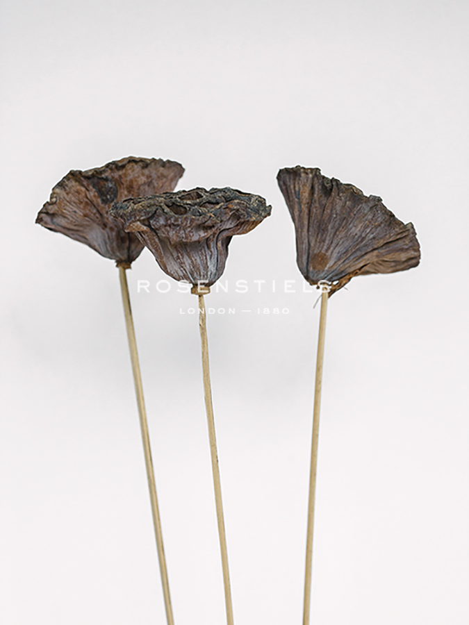 Dried Bud - Weave - Sarah Hart Morgan