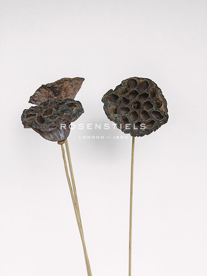 Dried Bud - Wave - Sarah Hart Morgan