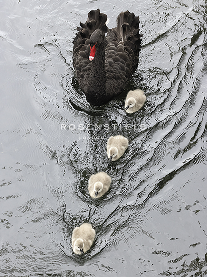 Swim Along - Nathan Secker
