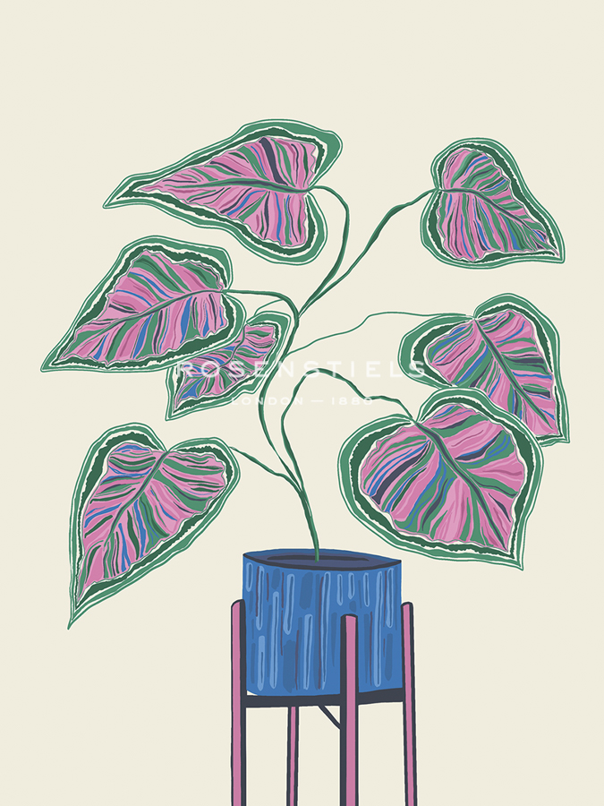 Calathea Scene - Joni Whyte