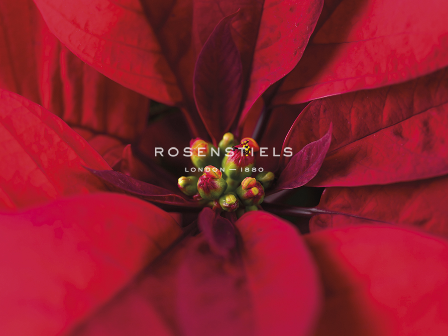 Poinsettia Spotlight - Assaf Frank