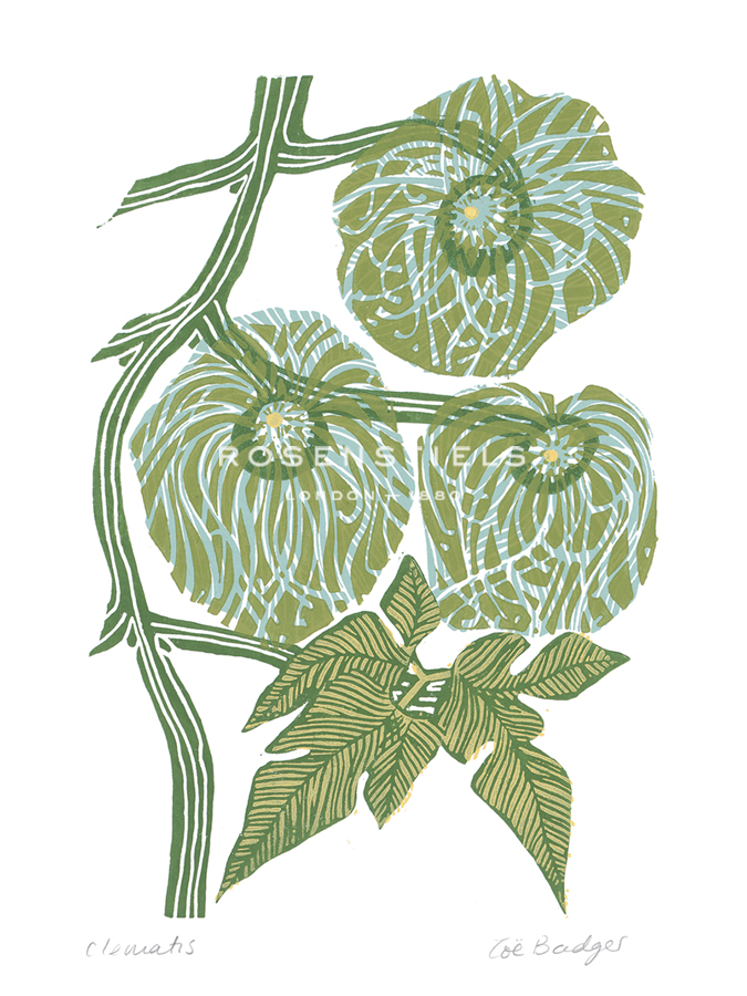 Clematis - Zoe Badger