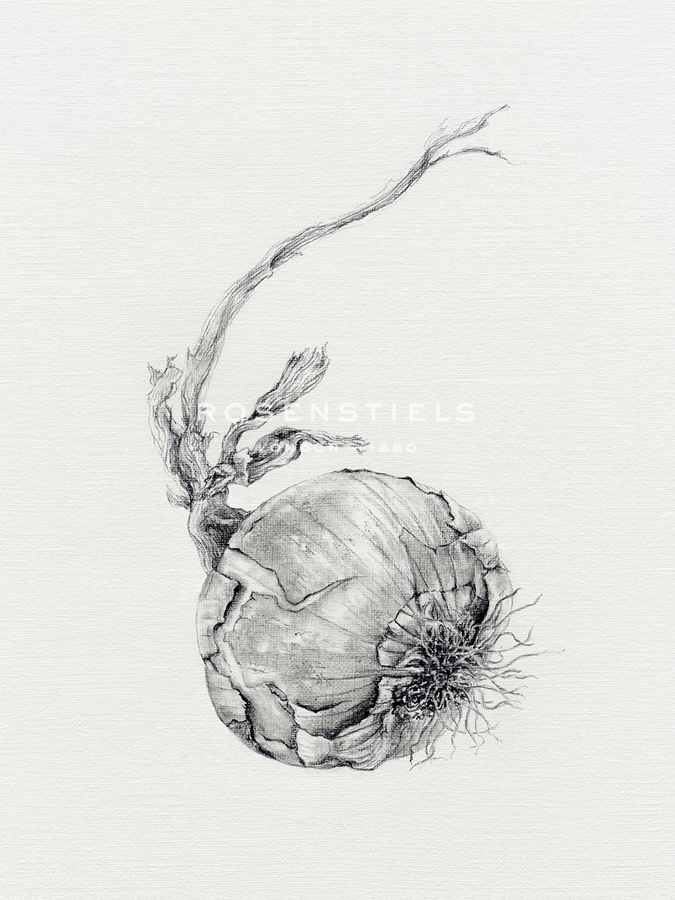 Vegetable Patch - Onion - Janie Howe