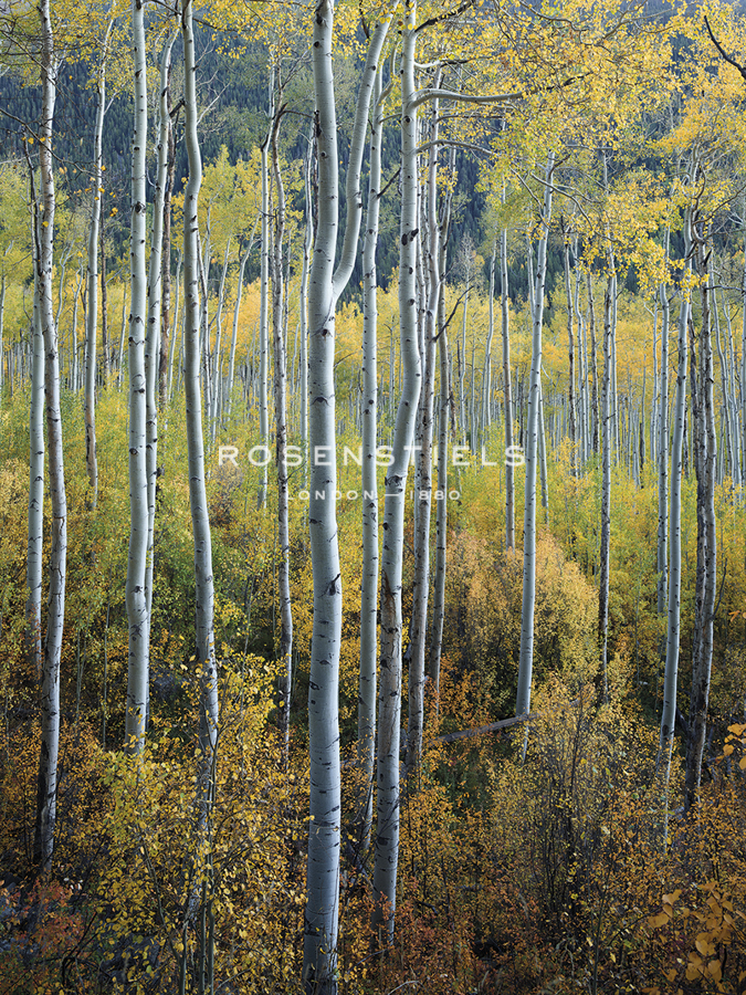 Family Tree - Joe Cornish