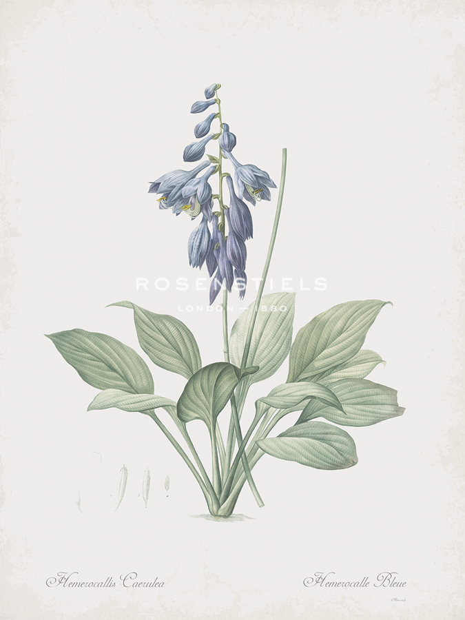 Hosta Ventricosa - Pierre Joseph Redoute