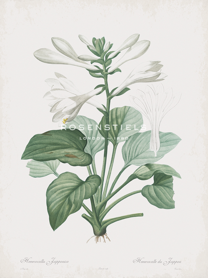 Hemerocallis Japonica - Pierre Joseph Redoute