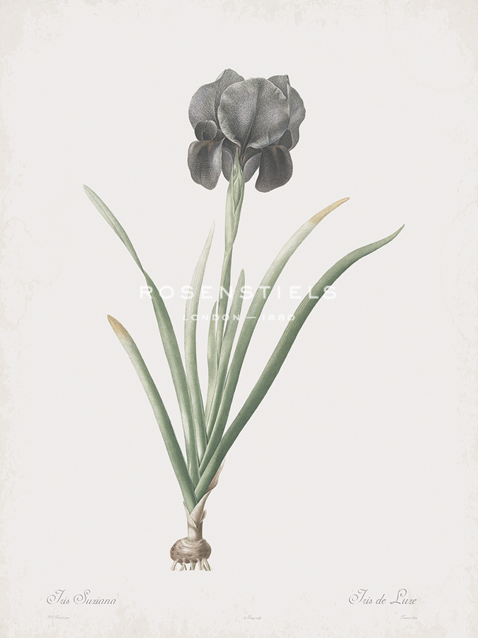Iris Susiana - Pierre Joseph Redoute