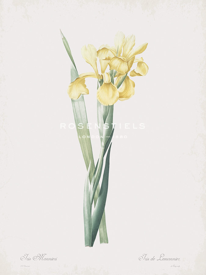 Iris Monnieri - Pierre Joseph Redoute