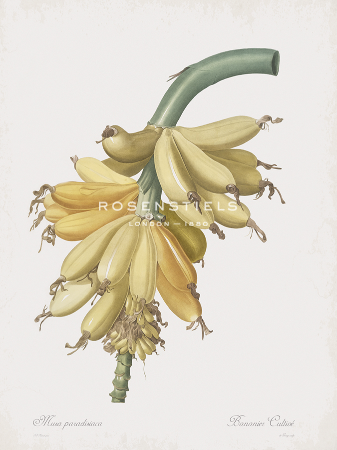 Musa Paradisiaca Flos - Pierre Joseph Redoute