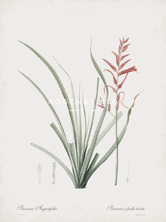 Pitcairnia Angustifolia - Pierre Joseph Redoute