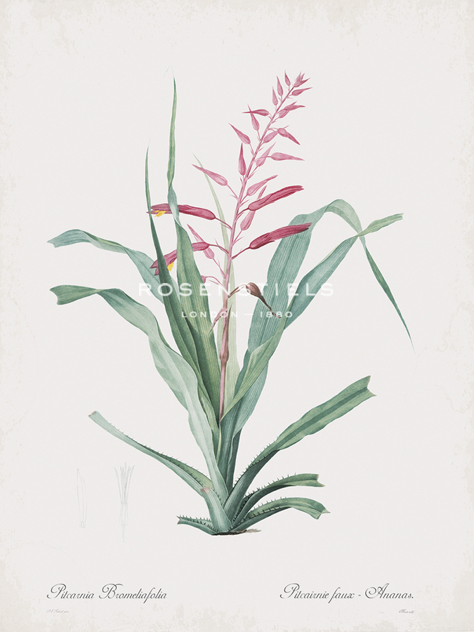 Pitcairnia Bromeliifolia - Pierre Joseph Redoute