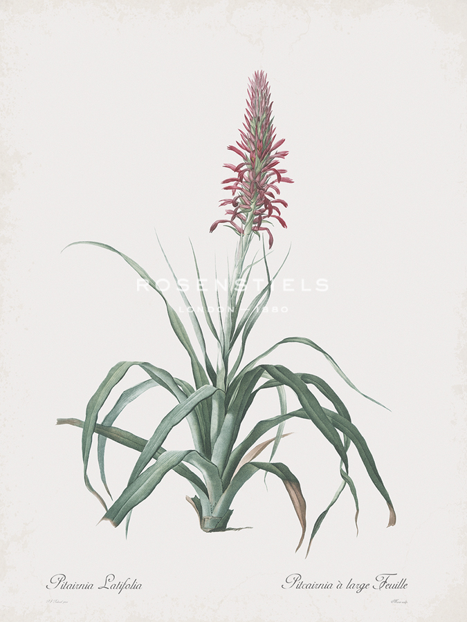 Pitcairnia Latifolia - Pierre Joseph Redoute