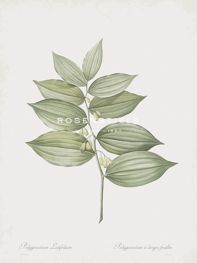 Polygonatum Latifolium - Pierre Joseph Redoute