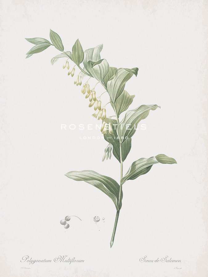 Polygonatum Multiflorum - Pierre Joseph Redoute