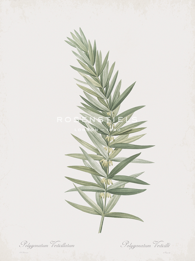 Polygonatum Verticillatum - Pierre Joseph Redoute