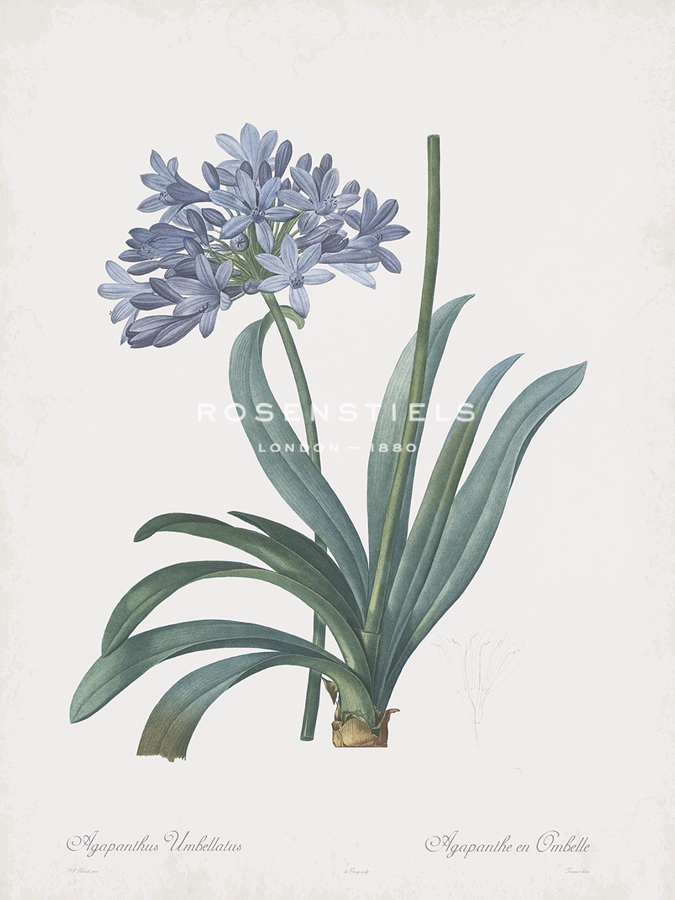 Agapanthus Africanus - Pierre Joseph Redoute