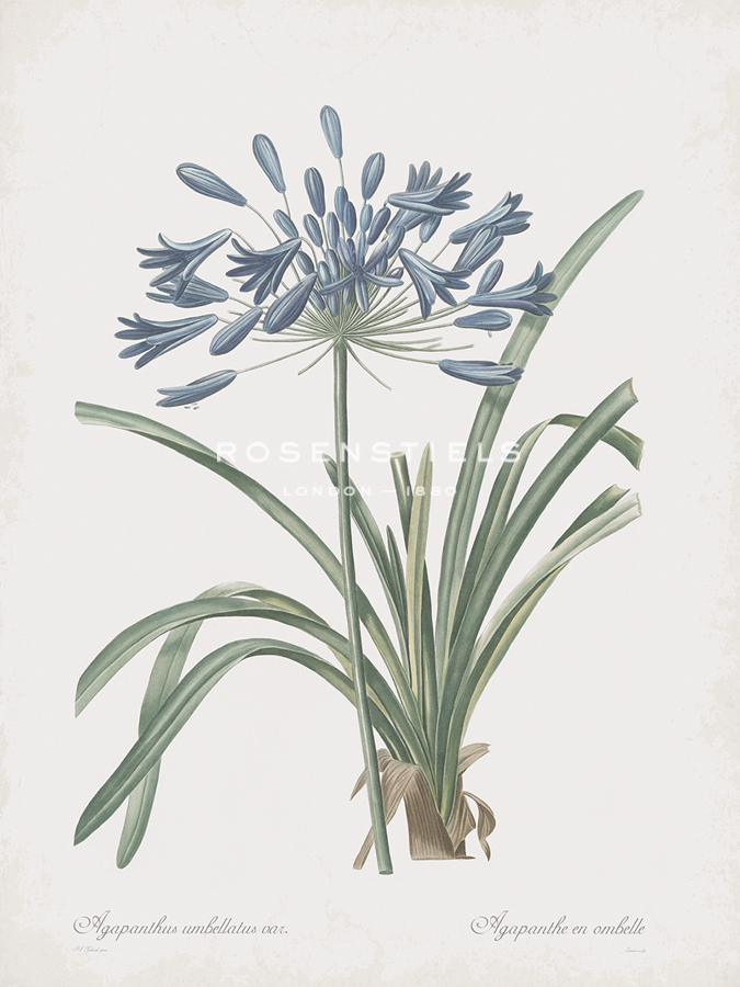 Agapanthus Africanus Flos - Pierre Joseph Redoute