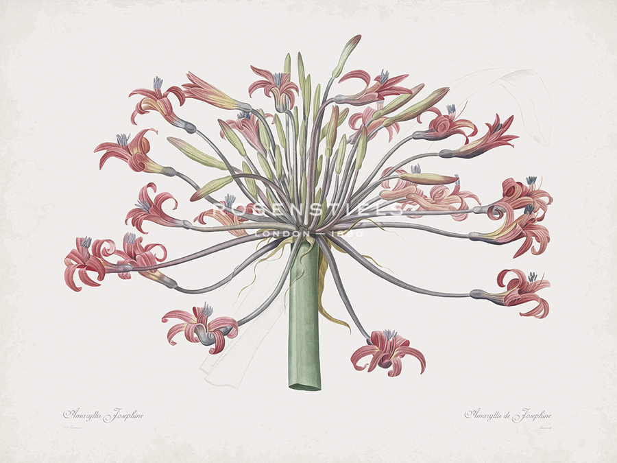 Amaryllis Josephine - Pierre Joseph Redoute