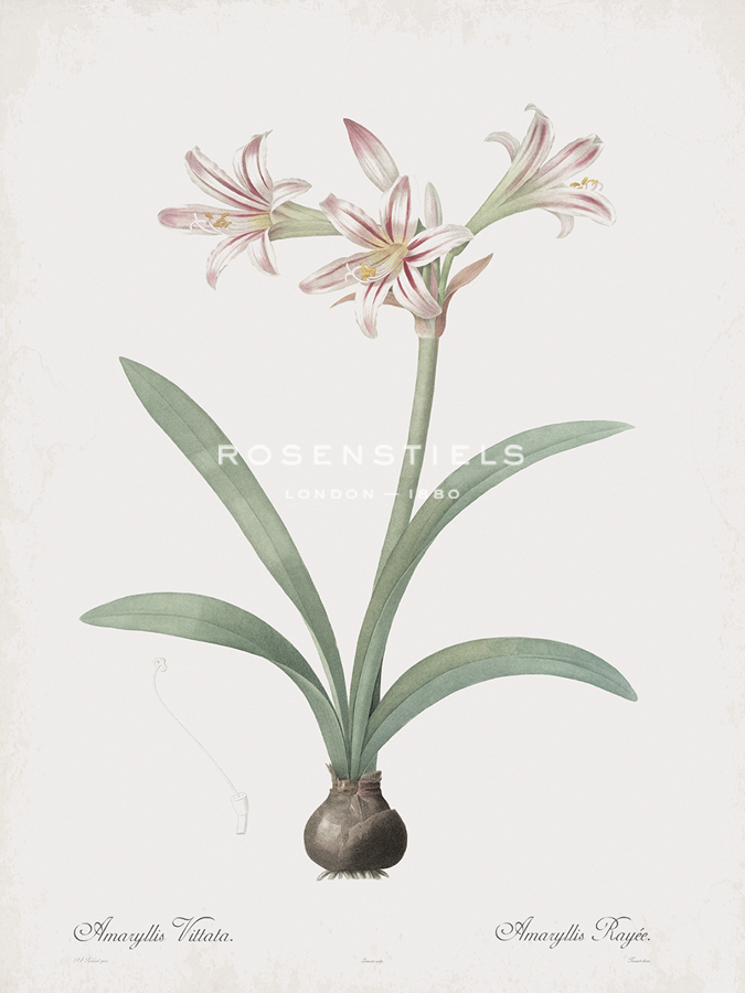 Amaryllis Vittata - Pierre Joseph Redoute