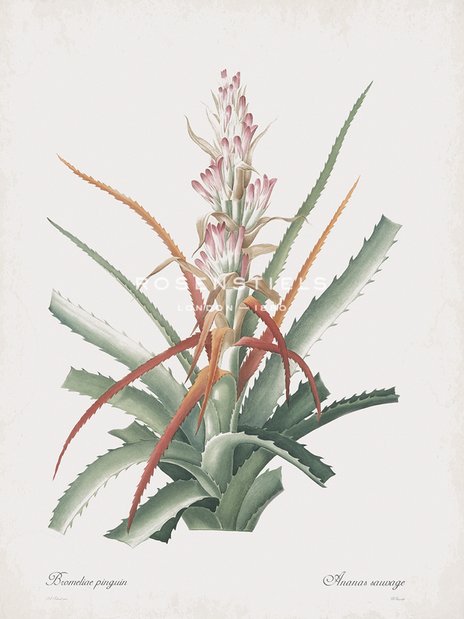 Bromelia Pinguin - Pierre Joseph Redoute