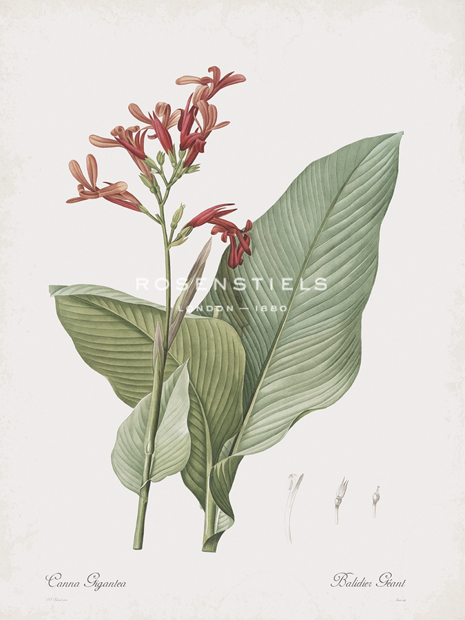 Canna Gigantea - Pierre Joseph Redoute