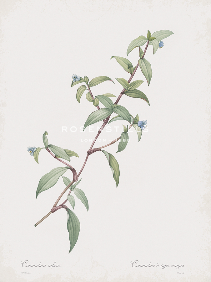 Commelina Rubens - Pierre Joseph Redoute