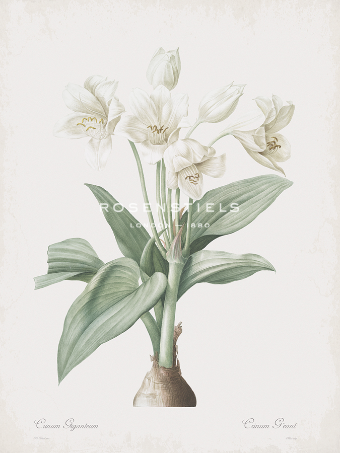 Crinum Giganteum - Pierre Joseph Redoute