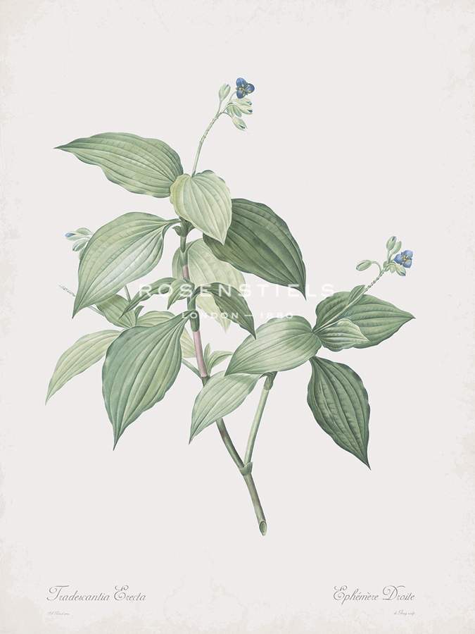 Tradescantia Erecta - Pierre Joseph Redoute