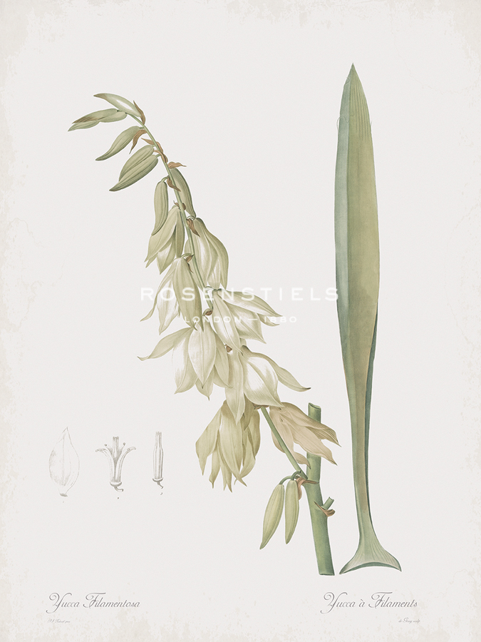 Yucca Filamentosa Flos - Pierre Joseph Redoute