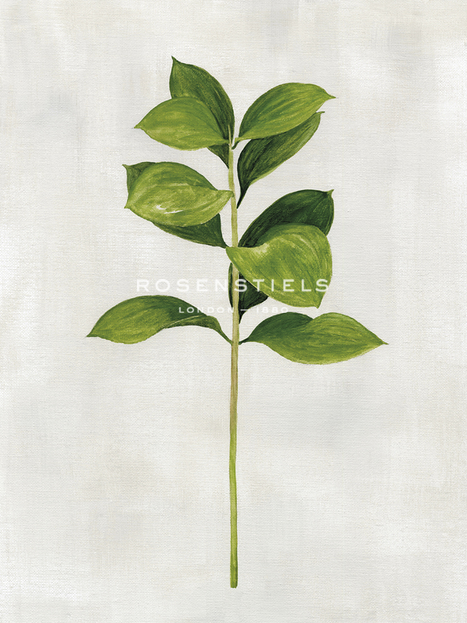 Botanical Set - Long Eucalyptus - Janie Howe