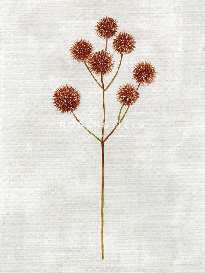 Botanical Set - Thistle - Janie Howe