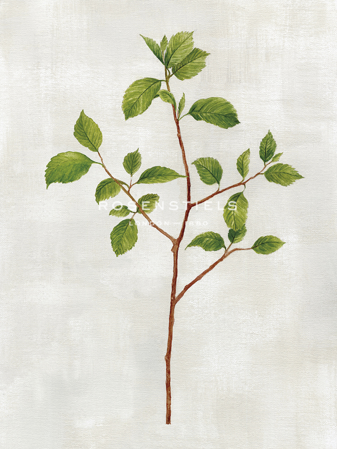 Botanical Set - Hazel - Janie Howe
