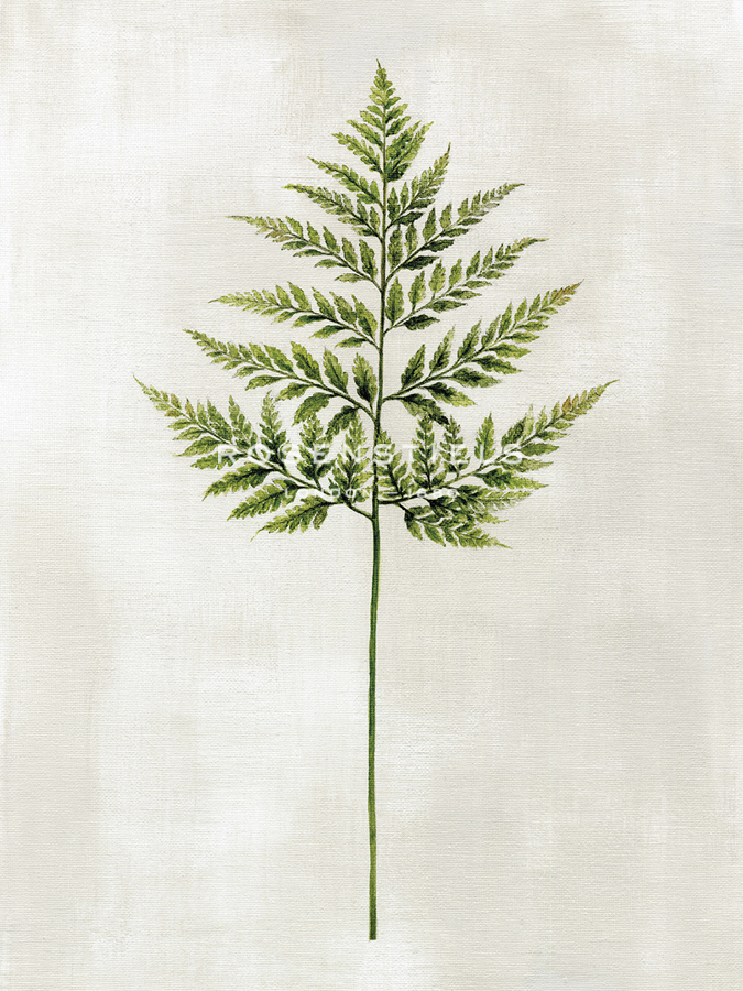 Botanical Set - Fern - Janie Howe