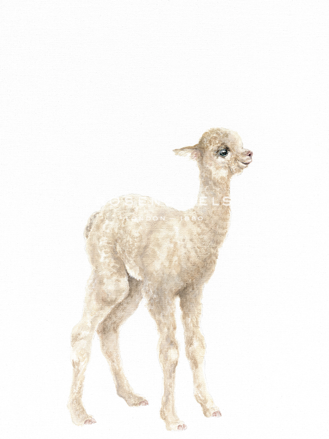 Alpaca Baby - Janie Howe