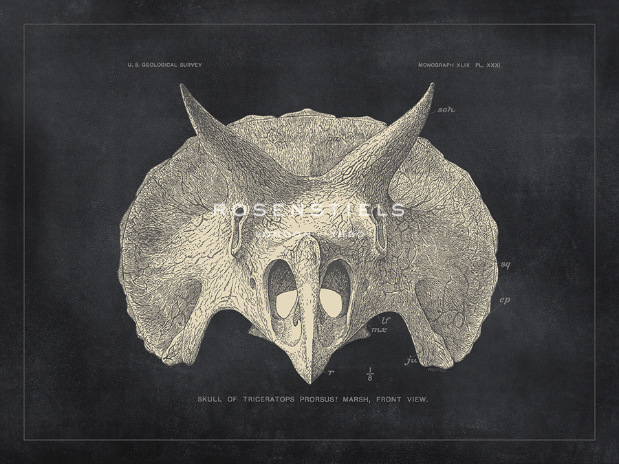 Paleontology - Cretaceous - The Vintage Collection