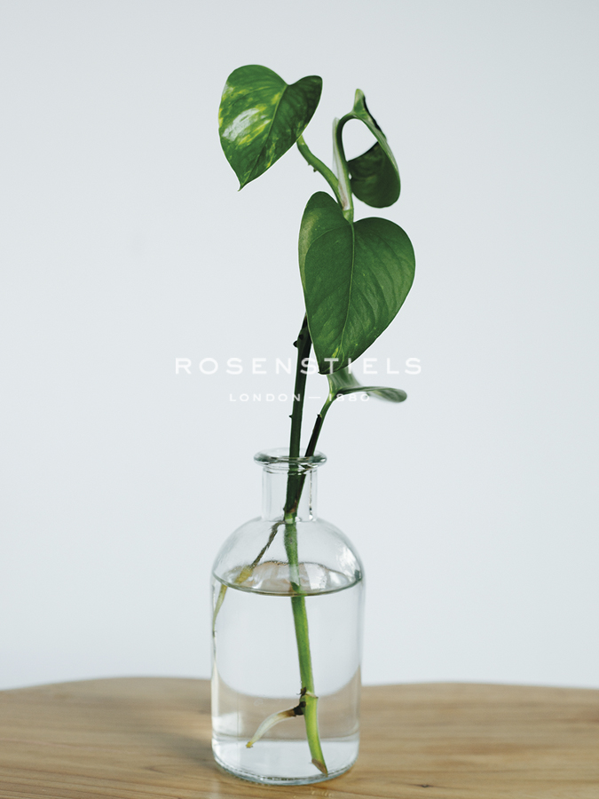 Propagation Thrive - Sarah Hart Morgan