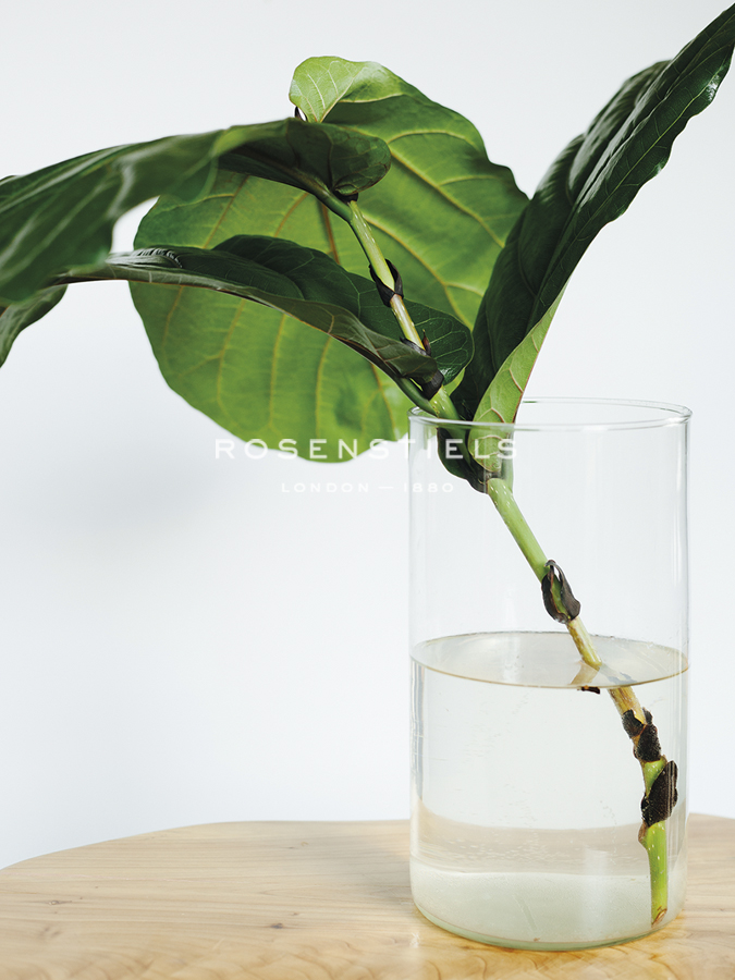 Propagation Grow - Sarah Hart Morgan