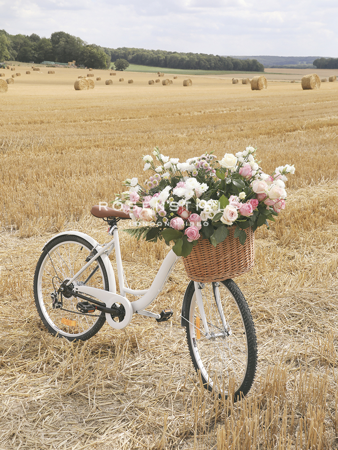 Floral Cycle - Field - Carina Okula