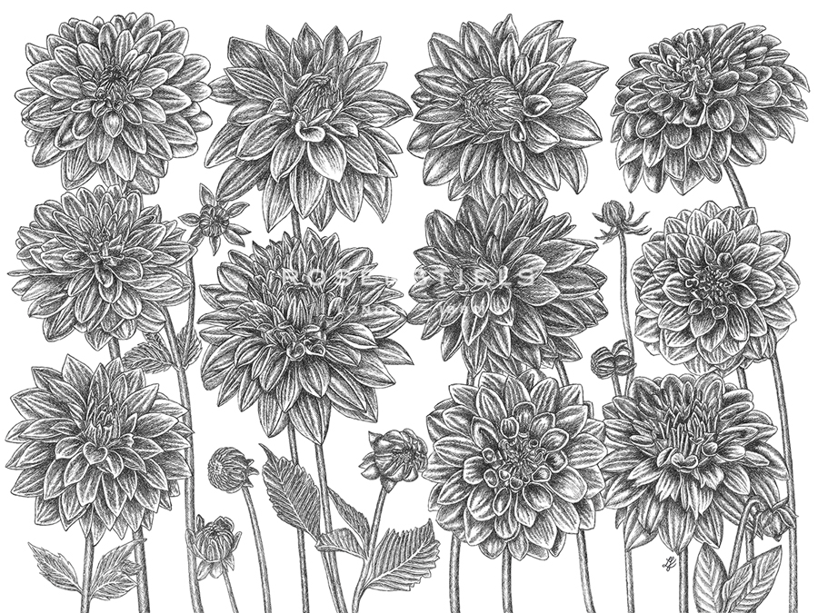 Dahlia Study - Focus - Lucy Francis