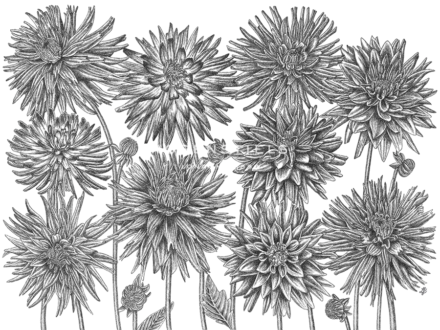 Dahlia Study - Detail - Lucy Francis