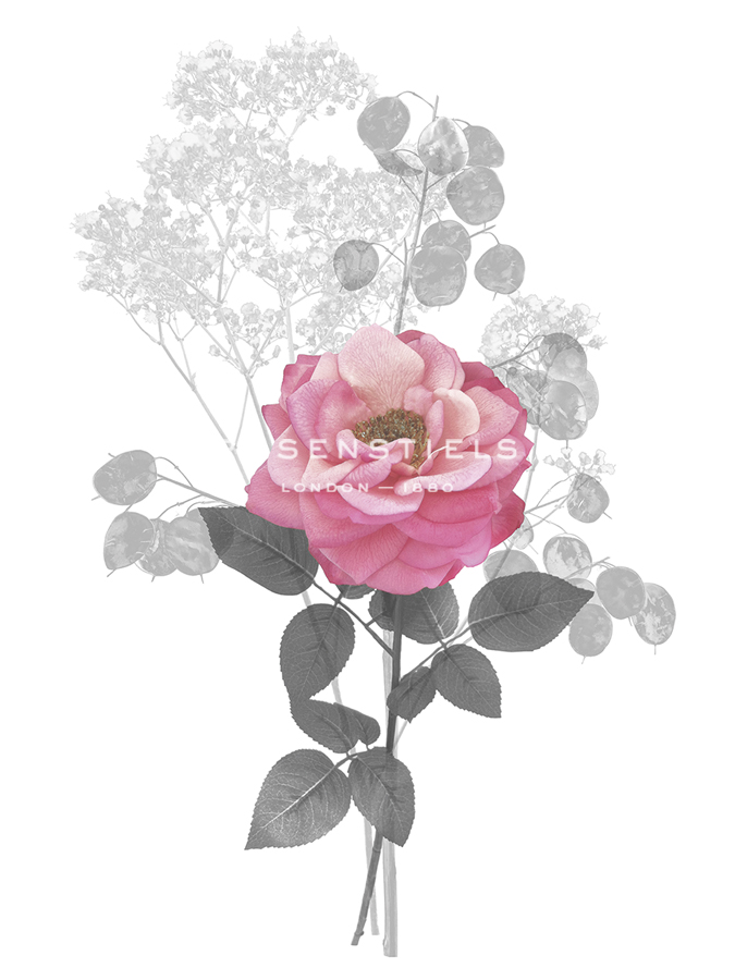 Floral Finds - Bloom - Collezione Botanica