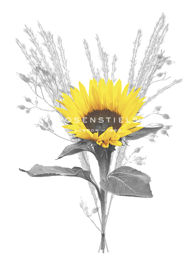 Floral Finds - Joy - Collezione Botanica